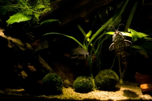 Таракатум, Hoplosternum Thoracatum