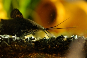 Таракатум, Hoplosternum Thoracatum