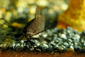 Таракатум, Hoplosternum Thoracatum