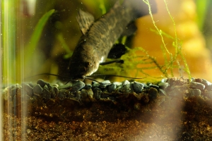 Таракатум, Hoplosternum Thoracatum