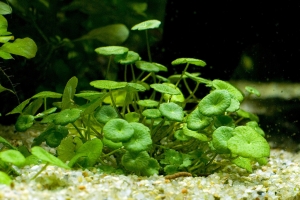 Гидрокотиле, Гидрокотиле вертикальная (Hydrocotyle verticillata)
