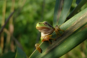 Обыкновенная квакша, Hyla arborea