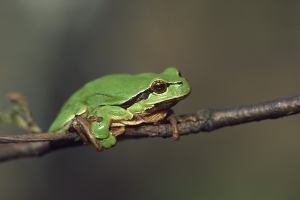 Обыкновенная квакша, Hyla arborea