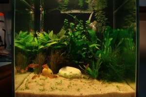 Минор, Hyphessobrycon callistus