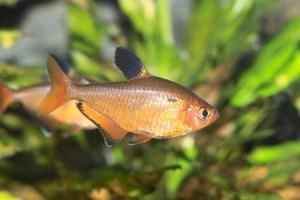 Минор, Hyphessobrycon callistus