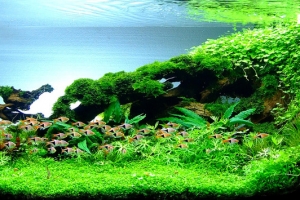 IAPLC2012, 