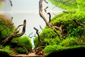 IAPLC2012, 