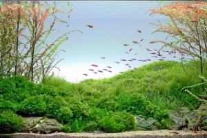 IAPLC2012, 