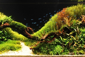 IAPLC2012, 