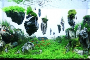 IAPLC2012, 