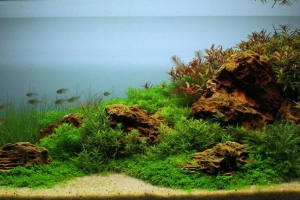 IAPLC2012, 