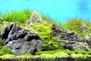 IAPLC2012, 