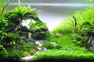 IAPLC2012, 