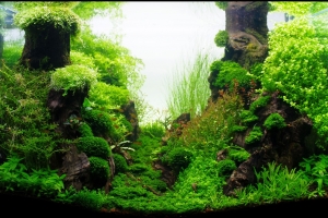 IAPLC 2013, IAPLC 2013