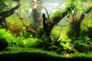 IAPLC 2013, IAPLC 2013