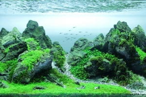 IAPLC 2013, IAPLC 2013