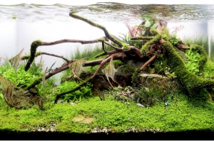 IAPLC 2013, IAPLC 2013