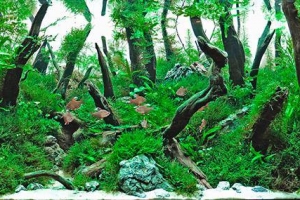 IAPLC 2013, IAPLC 2013