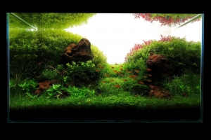 IAPLC 2013, IAPLC 2013