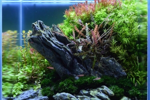 IAPLC 2013, IAPLC 2013