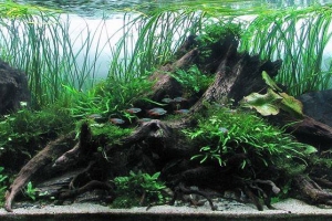 IAPLC 2013, IAPLC 2013