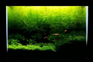 IAPLC 2013, IAPLC 2013