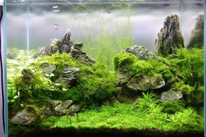 IAPLC 2013, IAPLC 2013