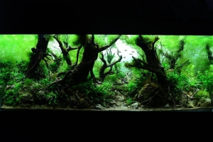 IAPLC 2013, IAPLC 2013