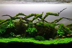 IAPLC 2013, IAPLC 2013