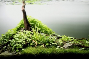 IAPLC 2013, IAPLC 2013