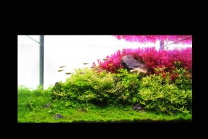 IAPLC 2013, IAPLC 2013