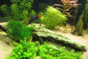 Лабео, Labeo Bicolor