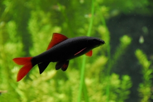 Лабео, Labeo Bicolor