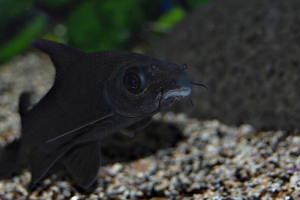 Лабео, Labeo chrysophekadion - Black Shark