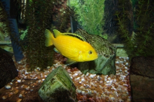 Лабидохромис Церелеус, Labidochromis caeruleus