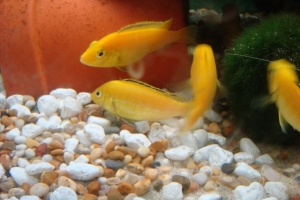 Лабидохромис Церелеус, Labidochromis Caeruleus