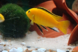 Лабидохромис Церелеус, Labidochromis Caeruleus