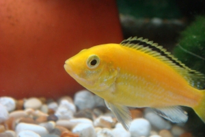 Лабидохромис Церелеус, Labidochromis Caeruleus