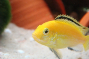 Лабидохромис Церелеус, Labidochromis Caeruleus