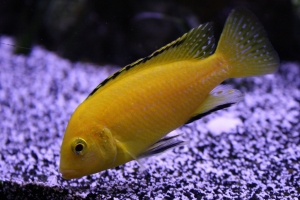 Лабидохромис Церелеус, Labidochromis caeruleus
