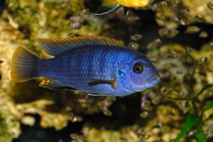 Лабидохромис Церелеус, Mal Labidochromis
