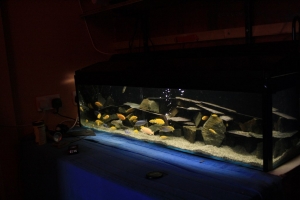 Лабидохромис Церелеус, Labidochromis Caeruleus