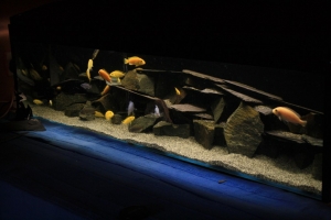 Лабидохромис Церелеус, Labidochromis Caeruleus