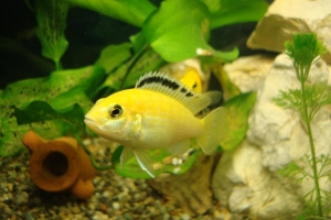 Лабидохромис Церелеус, Labidochromis caeruleus