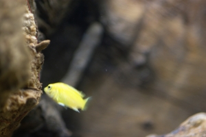 Лабидохромис Церелеус, Labidochromis caeruleus