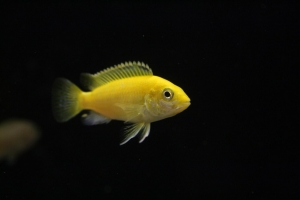 Лабидохромис Церелеус, Labidochromis caeruleus