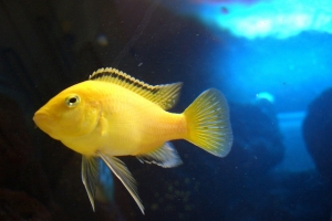 Лабидохромис Церелеус, Labidochromis caeruleus