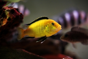 Лабидохромис Церелеус, Labidochromis caeruleus