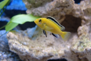 Лабидохромис Церелеус