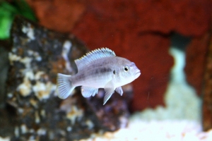 Лабидохромис Паллидус, Labidochromis pallidus